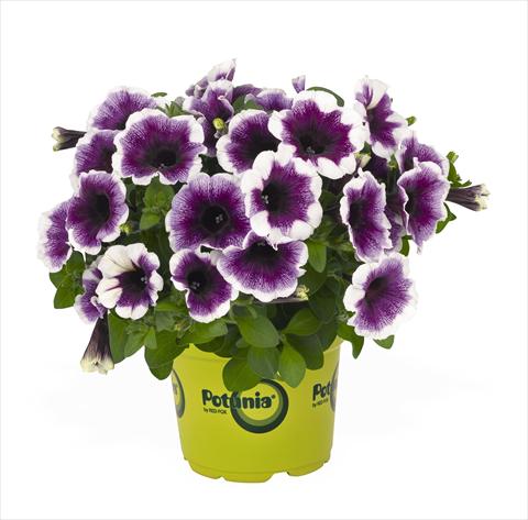 foto van een variëteit aan bloemen, te gebruiken als: Korf / Pot Petunia x hybrida RED FOX Potunia Purple Halo