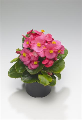 foto van een variëteit aan bloemen, te gebruiken als: Perkplant / Borders Begonia semperflorens Monza Rose