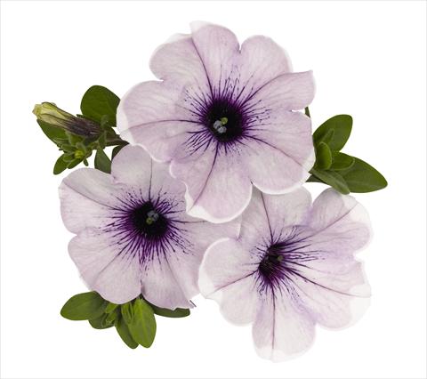 foto van een variëteit aan bloemen, te gebruiken als: Korf / Pot Petunia x hybrida RED FOX Surprise Lavender Halo