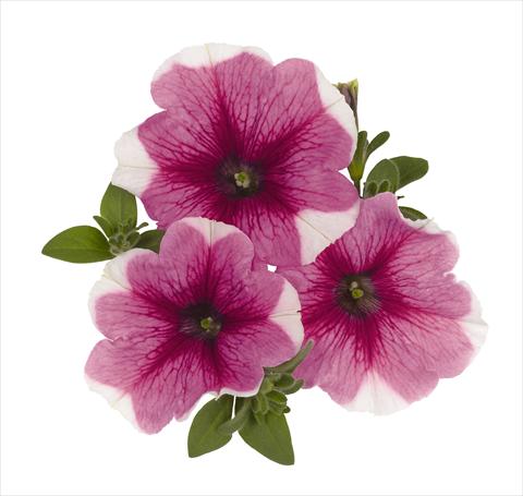 foto van een variëteit aan bloemen, te gebruiken als: Korf / Pot Petunia x hybrida RED FOX Surprise Pink Touch