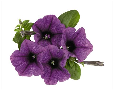 foto van een variëteit aan bloemen, te gebruiken als: Korf / Pot Petunia x hybrida RED FOX Surprise Purple Sky