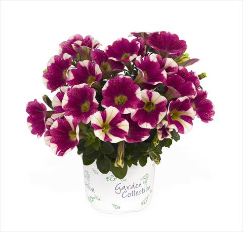 foto van een variëteit aan bloemen, te gebruiken als: Korf / Pot Petunia x hybrida RED FOX Sweetunia Hot Pink Touch