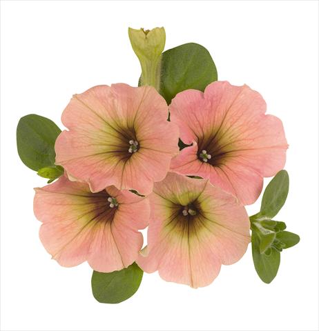 foto van een variëteit aan bloemen, te gebruiken als: Korf / Pot Petunia x hybrida RED FOX Sweetunia Peach