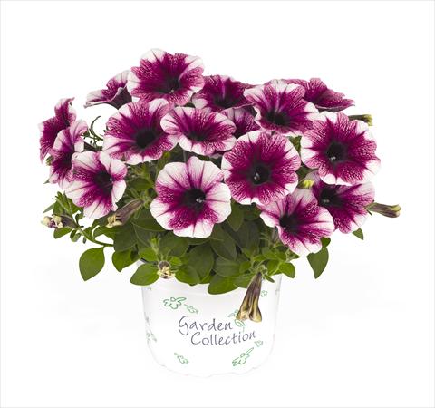 foto van een variëteit aan bloemen, te gebruiken als: Korf / Pot Petunia x hybrida RED FOX Sweetunia Purple Touch