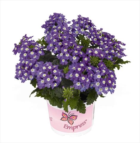 foto van een variëteit aan bloemen, te gebruiken als: Pot Verbena hybrida RED FOX Empress Flair Purple Charme