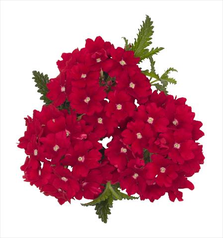 foto van een variëteit aan bloemen, te gebruiken als: Pot Verbena hybrida RED FOX Empress Red