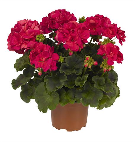 foto van een variëteit aan bloemen, te gebruiken als: Pot Pelargonium zonale RED FOX  Big Ezee Neon