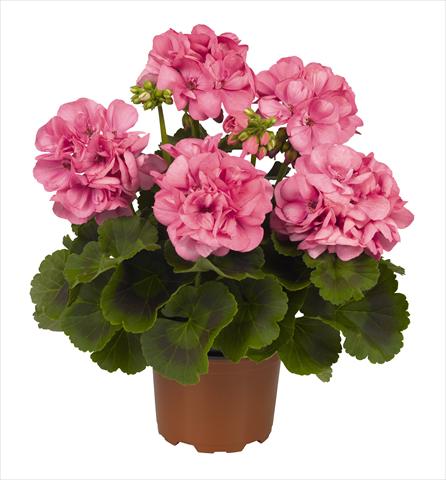 foto van een variëteit aan bloemen, te gebruiken als: Pot Pelargonium zonale RED FOX Big Ezee Pink