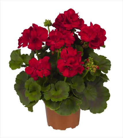 foto van een variëteit aan bloemen, te gebruiken als: Pot Pelargonium zonale RED FOX Big Ezee Red