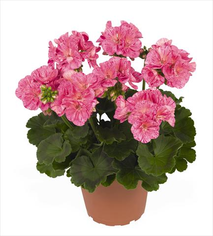 foto van een variëteit aan bloemen, te gebruiken als: Pot Pelargonium zonale RED FOX Survivor Pink Batik