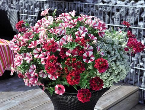 foto van een variëteit aan bloemen, te gebruiken als: Korf / Pot 3 Combo Confetti Garden Glossy Cherry