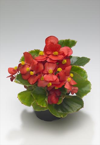 foto van een variëteit aan bloemen, te gebruiken als: Perkplant / Borders Begonia semperflorens Monza Scarlet