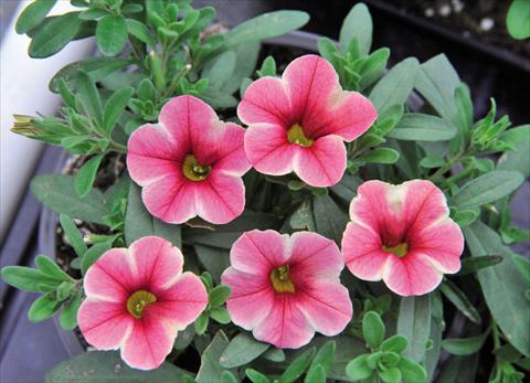 foto van een variëteit aan bloemen, te gebruiken als: Korf / Pot Calibrachoa Volcano Pink
