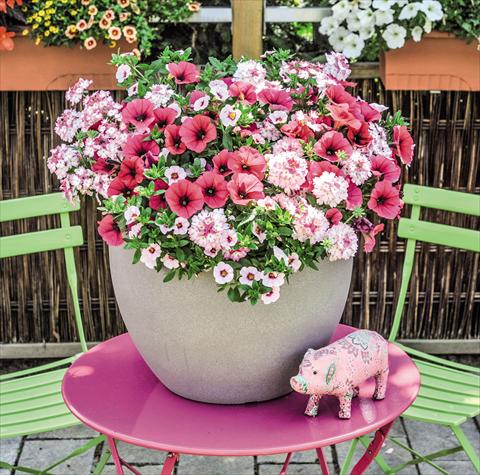 foto van een variëteit aan bloemen, te gebruiken als: Korf / Pot 3 Combo Confetti Garden Shocking Pink