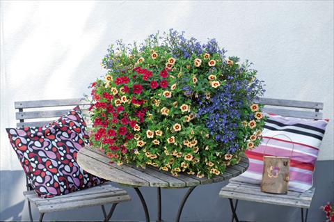 foto van een variëteit aan bloemen, te gebruiken als: Korf / Pot 3 Combo Confetti Garden Waterbury