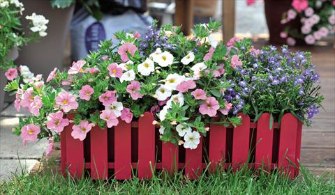 foto van een variëteit aan bloemen, te gebruiken als: Korf / Pot 3 Combo Confetti Garden Waterlily