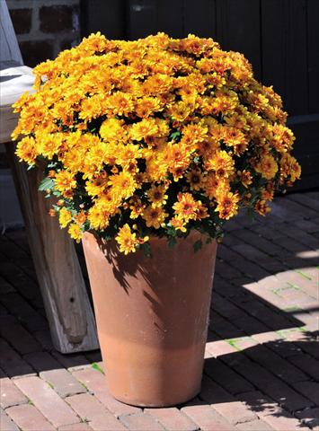 foto van een variëteit aan bloemen, te gebruiken als: Pot Chrysanthemum Cameleon