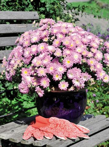 foto van een variëteit aan bloemen, te gebruiken als: Pot Chrysanthemum Daybreak Dark Apple Blossom