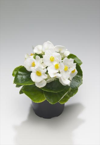 foto van een variëteit aan bloemen, te gebruiken als: Perkplant / Borders Begonia semperflorens Monza White