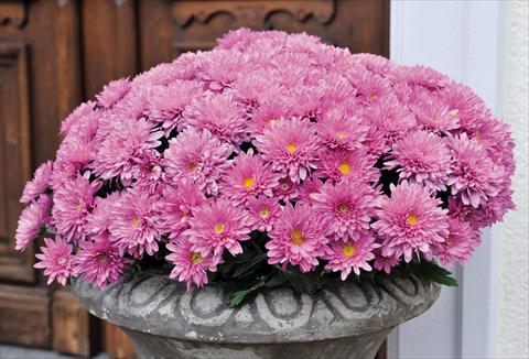 foto van een variëteit aan bloemen, te gebruiken als: Pot Chrysanthemum Mystic Mums Experimental 2014