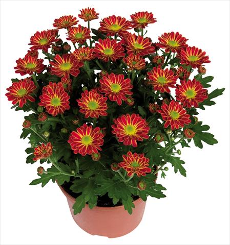 foto van een variëteit aan bloemen, te gebruiken als: Pot Chrysanthemum Swifty Orange Bicolour