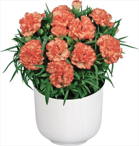 foto van een variëteit aan bloemen, te gebruiken als: Pot Dianthus caryophyllus Mediterraneo Malta