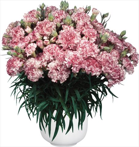 foto van een variëteit aan bloemen, te gebruiken als: Pot Dianthus caryophyllus Oriental Bien Fait