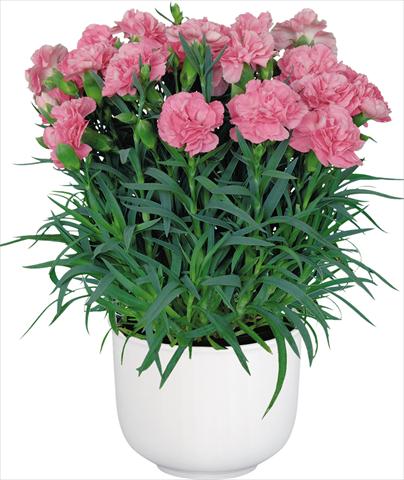 foto van een variëteit aan bloemen, te gebruiken als: Pot Dianthus caryophyllus Oriental Camille Pink