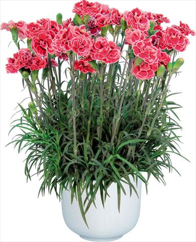 foto van een variëteit aan bloemen, te gebruiken als: Pot Dianthus caryophyllus Sprint Mondriaan