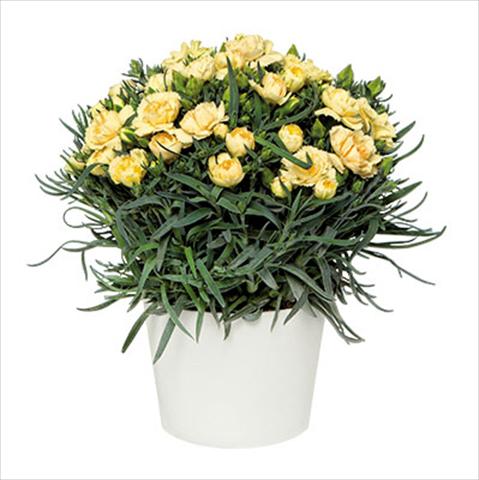 foto van een variëteit aan bloemen, te gebruiken als: Pot Dianthus caryophyllus Sprint Quevedo