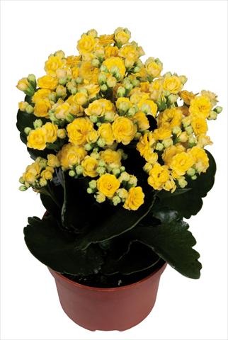 foto van een variëteit aan bloemen, te gebruiken als: Pot Kalanchoe Calandiva Bleeth