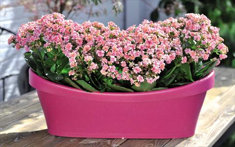 foto van een variëteit aan bloemen, te gebruiken als: Pot Kalanchoe Calandiva Cadillac Pink
