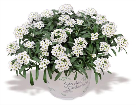 foto van een variëteit aan bloemen, te gebruiken als: Pot Lobularia maritima Yolo White