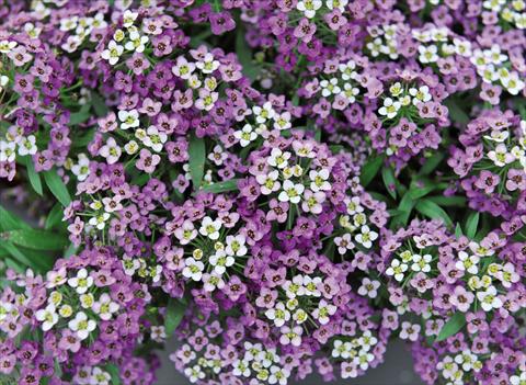 foto van een variëteit aan bloemen, te gebruiken als: Pot Lobularia maritima Yolo Lavender
