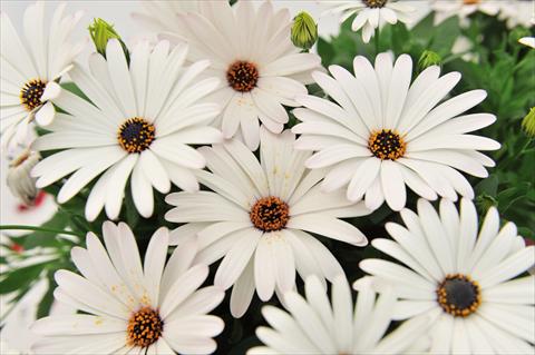 foto van een variëteit aan bloemen, te gebruiken als: Pot Osteospermum Margarita Supreme White