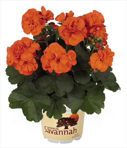 foto van een variëteit aan bloemen, te gebruiken als: Pot Pelargonium zonale Savannah Oh so Orange