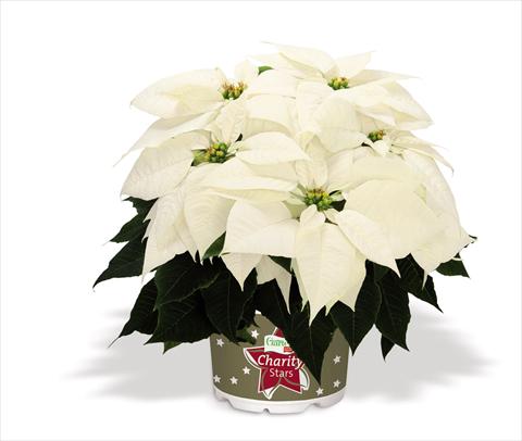 foto van een variëteit aan bloemen, te gebruiken als: Pot Poinsettia - Euphorbia pulcherrima Glace Early