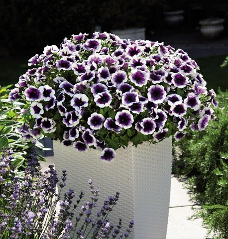 foto van een variëteit aan bloemen, te gebruiken als: Korf / Pot Petunia hybrida Potunia Purple Halo