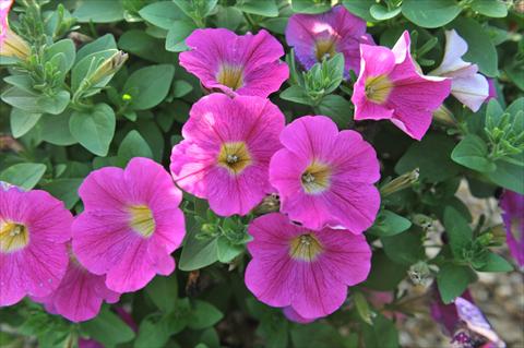foto van een variëteit aan bloemen, te gebruiken als: Korf / Pot Petunia hybrida Sweetunia Hot Pink Lemonade