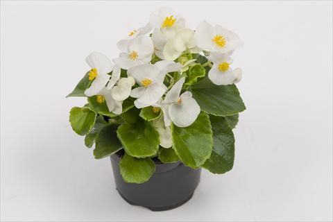foto van een variëteit aan bloemen, te gebruiken als: Pot - en perkplant Begonia semperflorens Alfa White