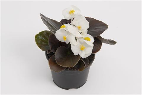 foto van een variëteit aan bloemen, te gebruiken als: Pot - en perkplant Begonia semperflorens Senator White Improved