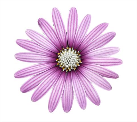 foto van een variëteit aan bloemen, te gebruiken als: Pot - en perkplant Osteospermum ecklonis Cape Daisy Eye Catcher Purple