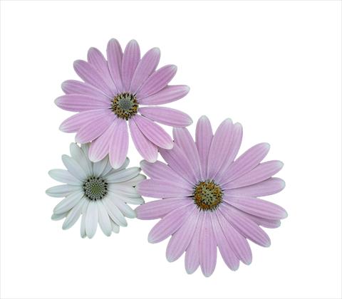 foto van een variëteit aan bloemen, te gebruiken als: Pot - en perkplant Osteospermum ecklonis Cape Daisy Softly Pink