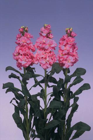 foto van een variëteit aan bloemen, te gebruiken als: Pot - en perkplant Matthiola incana Iron Deep Pink