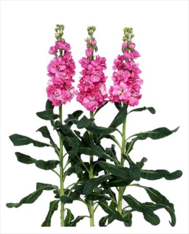 foto van een variëteit aan bloemen, te gebruiken als: Pot - en perkplant Matthiola incana Iron Rose Pink