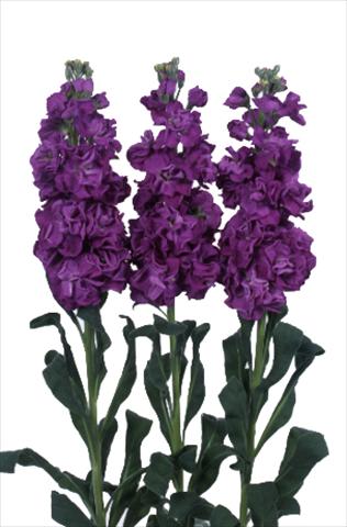 foto van een variëteit aan bloemen, te gebruiken als: Pot - en perkplant Matthiola incana Iron Purple