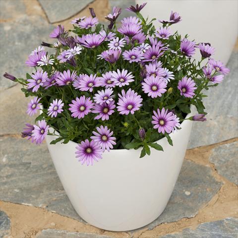 foto van een variëteit aan bloemen, te gebruiken als: Pot - en perkplant Osteospermum ecklonis Cape Daisy Eye Catcher Purple