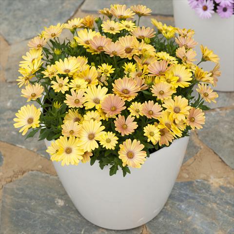 foto van een variëteit aan bloemen, te gebruiken als: Pot - en perkplant Osteospermum ecklonis Cape Daisy Magic Sunrise