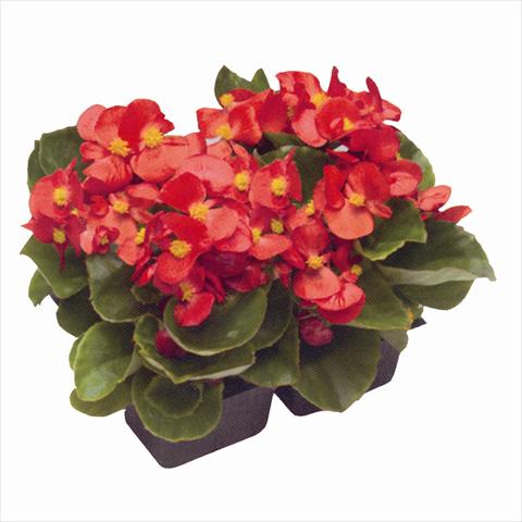 foto van een variëteit aan bloemen, te gebruiken als: Perkplant / Borders Begonia semperflorens Royal Scarlet