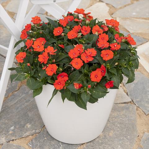foto van een variëteit aan bloemen, te gebruiken als: Pot - en perkplant Impatiens hybrida Sunpatiens Compact Electric Orange